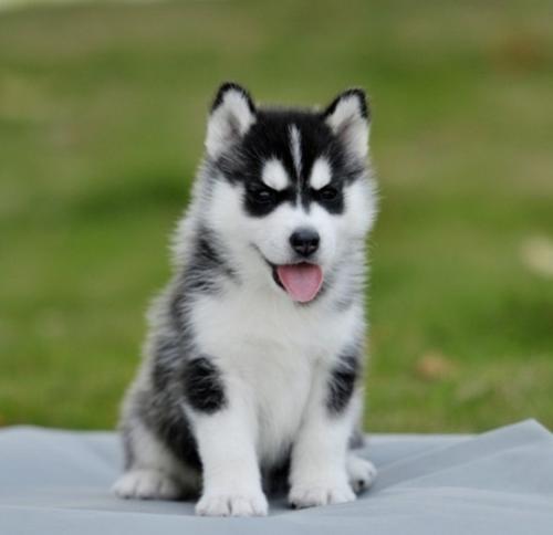 成都本地 哈士奇犬出售纯种幼犬 大型犬二哈雪橇犬 图5